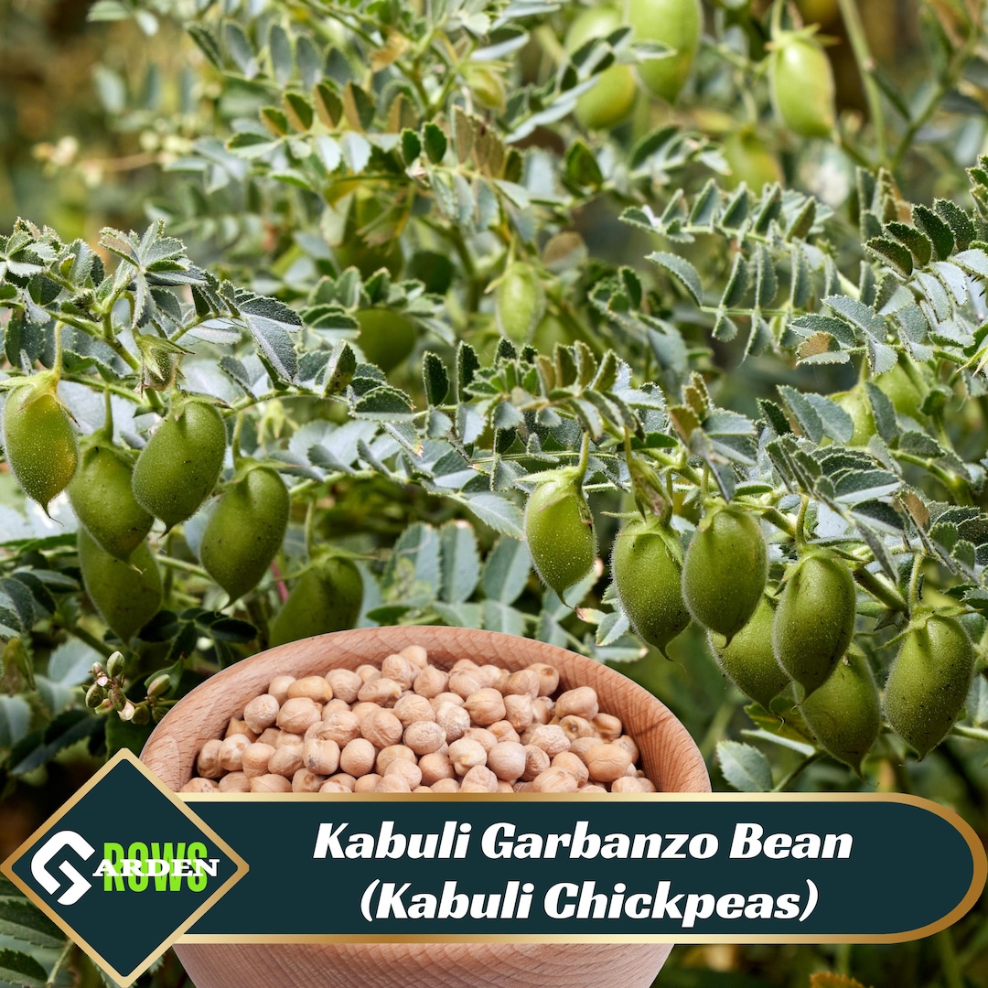 Kabuli Garbanzo Bean (kabuli Chickpeas) Seeds - Open-pollinating -drought  Resistant -cold Resistant- Self-pollinating - Plant in Spring #299 - Etsy
