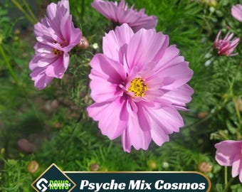 Psyche Mix Cosmos Seeds - Vibrant Ruffled Blooms - Colorful Garden Flowers - Long Bloom Season - Easy to Grow Annual Mix