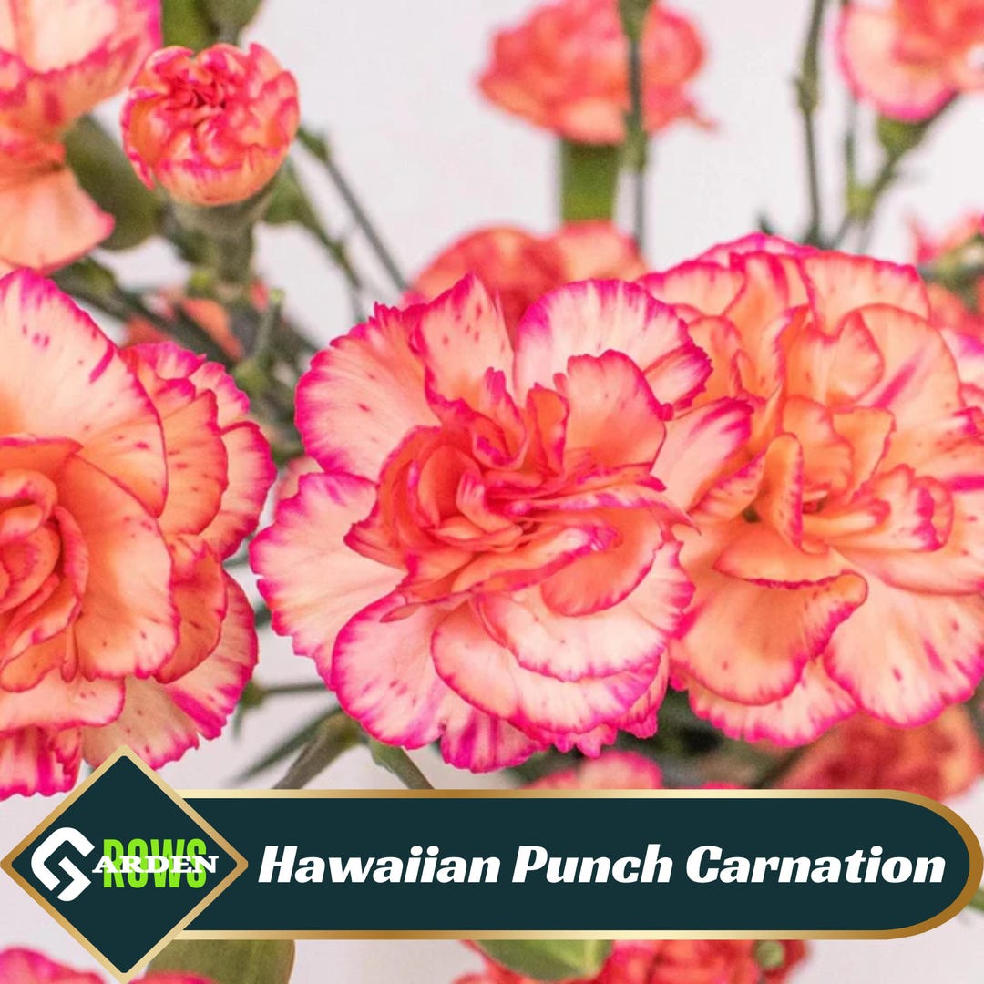 Hawaiian Punch Carnations - Dianthus Seeds - Open-pollinated - Organic ...