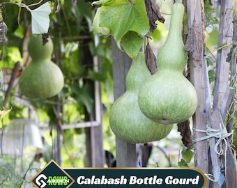 May include: Several green calabash bottle gourds hanging from a vine. The gourds have a bulbous bottom and a long, slender neck. The image includes the text "Calabash Bottle Gourd".