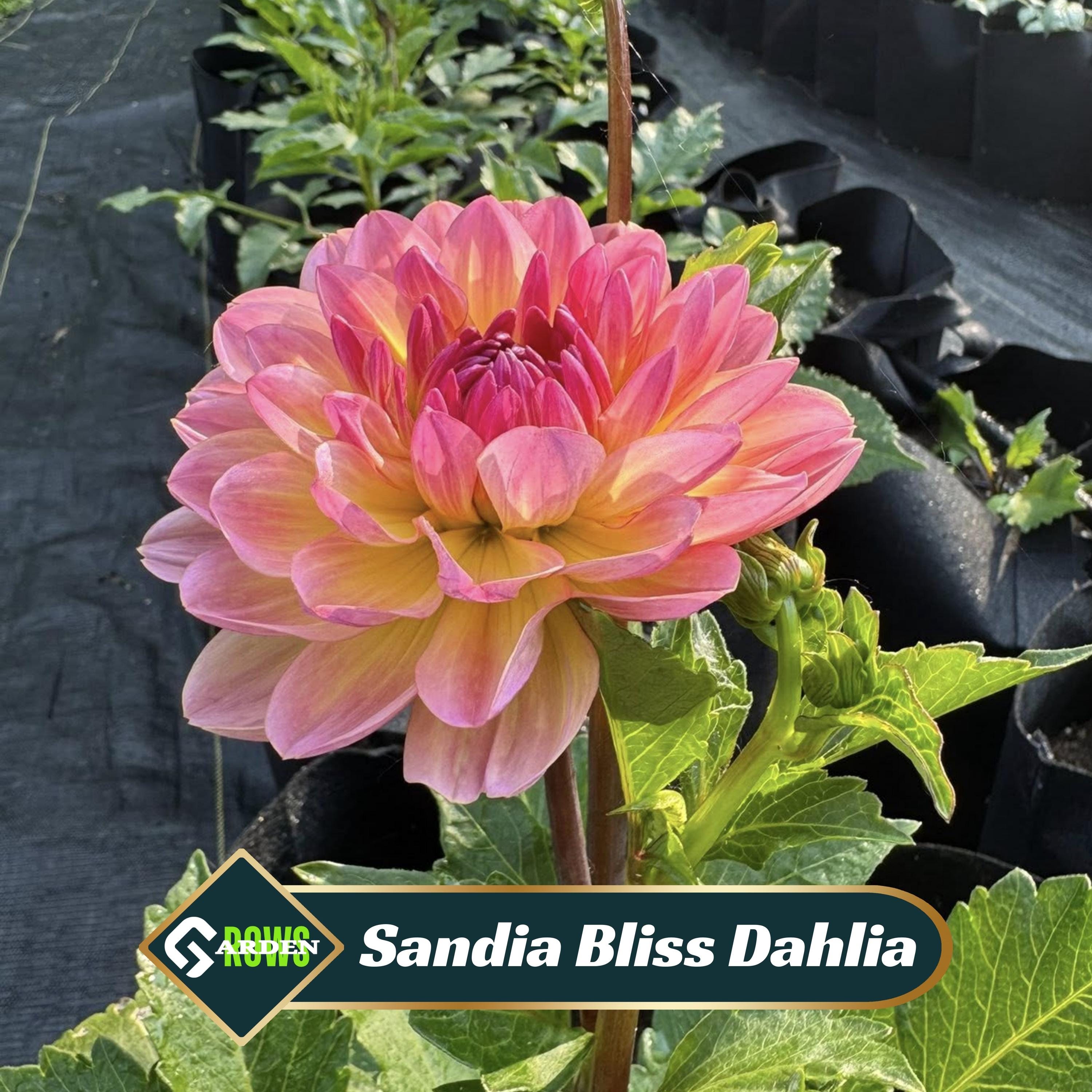 Sandia Bliss Dahlia Seeds- Perennial -fast Growing - Open