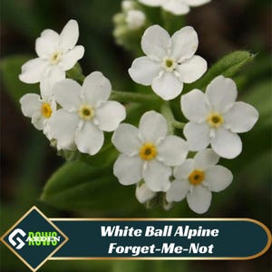 May include: White Ball Alpine Forget-Me-Not flowers with small white petals and yellow centers. The flowers are clustered together on a green stem.