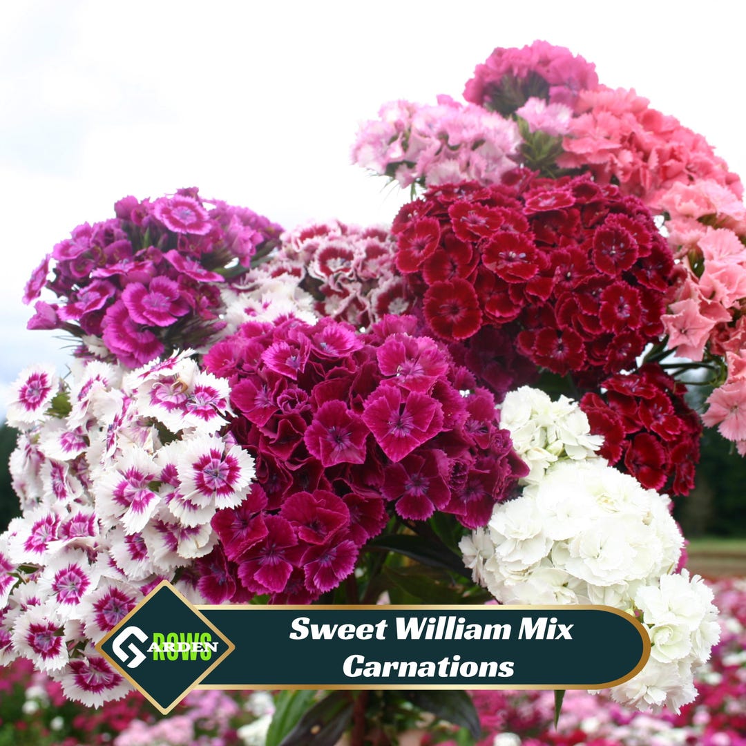 Sweet William Mix Carnations- Dianthus Seeds - Open-pollinated ...
