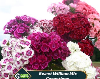 Sweet William Mix Carnations- Dianthus Seeds - Open-Pollinated -  - Heirloom - Flower Seeds - Mix Seeds to Plant