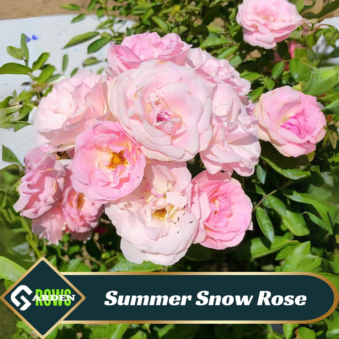 Summer Snow Rose Seeds - Perennial - Cross-pollinating - Cold Resistant ...