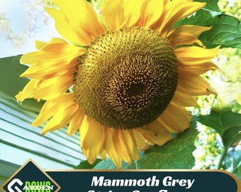 Mammoth Grey Stripe Sunflower Seeds - Bi-Colored Petals -Attracts Pollinators - Drought Tolerant - Low Maintenance - Plant in Spring - #E025