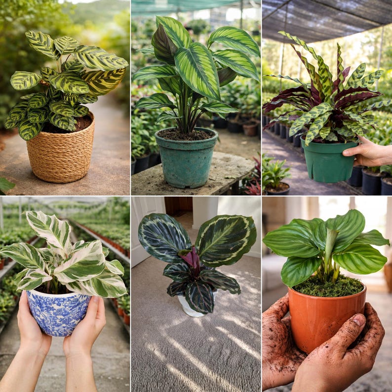 Op de afbeelding: Een verzameling Calathea-planten in potten, met verschillende bladpatronen en kleuren. De planten staan in verschillende potten, waaronder een gevlochten mand en keramische potten, tegen een natuurlijke achtergrond.