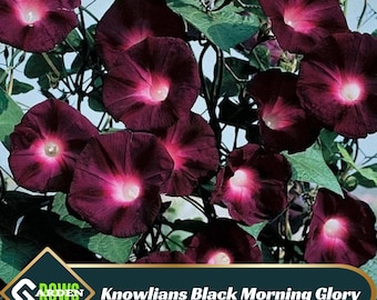 Knowlians Black Morning Glory Seeds – Open-Pollinating, Perennial