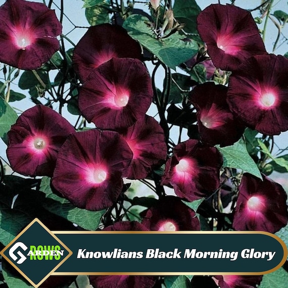 Knowlians Black Morning Glory Seeds - Perennial - Open-Pollinating - Climbing - Fast Growing - Drought Resistant - Plant in Spring -  #F018