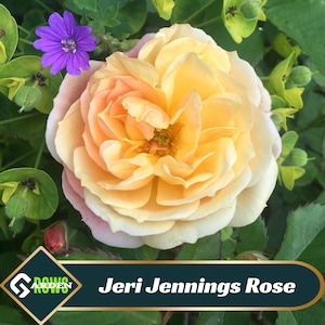 Jeri Jennings Rose Seeds- Perennial - Cross-Pollinating - Cold Resistant - Deciduous - Potted - Plant in Late Fall/Early Spring -  #1167
