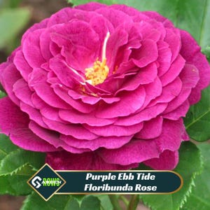 Purple Ebb Tide Floribunda Rose Seeds – Cold Resistant Perennial Flower – Deep Purple Blooms – Fragrant Garden Rose