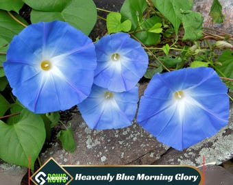 Heavenly Blue Morning Glory Seeds - Open-Pollinated Heirloom