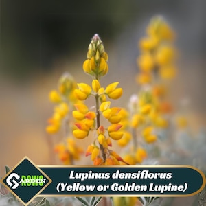 Lupinus densiflorus (Yellow or Golden Lupine) Seeds - Attracts Pollinators - Bright Yellow Flowers - Drought Tolerant - Plant in Spring/Fall