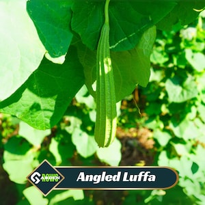 May include: A close-up of an angled luffa, a green vegetable, hanging from a vine with large green leaves. The image includes the text "Angled Luffa" in a banner at the bottom, with a logo. The luffa is approximately 10 inches long.