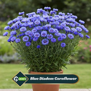 May include: A potted Blue Diadem Cornflower plant with vibrant blue flowers. The plant is in a terracotta pot, set against a blurred green background. The image includes the text "Blue Diadem Cornflower".