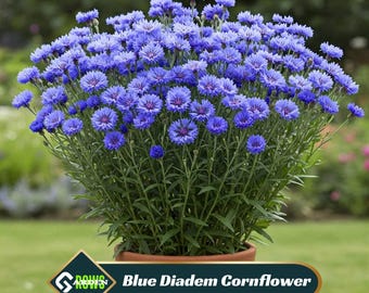Blue Diadem Cornflower Seeds – Bachelor Button – Blue Blooms – Annual Flower – Easy Grow – Cottage Garden – Cut Flowers