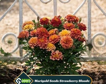 Marigold Seeds Strawberry Blonde Seeds - Open-Pollinating -Potted -Draft Resistant -Cold Resistant -Dwarf -Plant in Spring/After frost