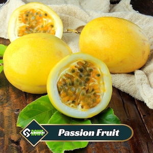 Yellow Passion Fruit Seeds - Passiflora - Edible - Fast Growing - Cross-Pollinating - Evergreen - Potted - Climbing - 13 Seeds - New 5-10