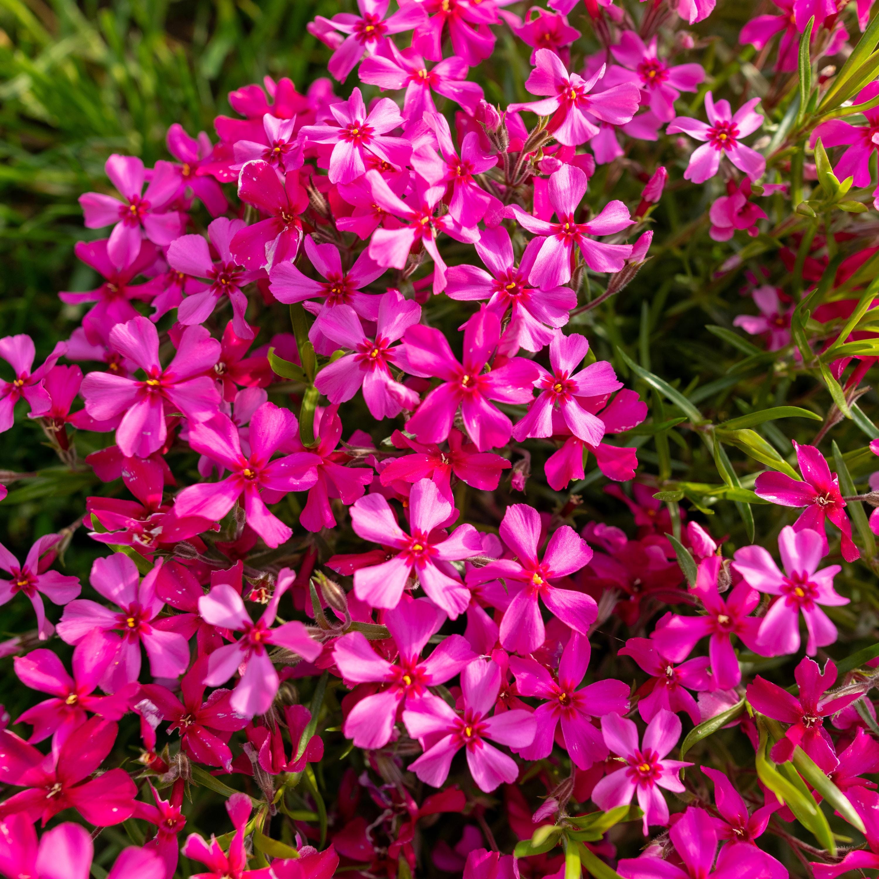 Scarlet Flame Creeping Phlox Seeds - Cold Resistant - Drought