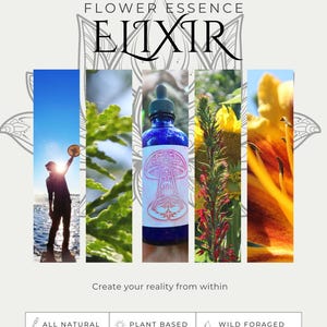Wild Foraged Essences, Flower Essence Elixir, ORMUS, Monoatomic Gold, Quantum Healing | 4 oz Bottle