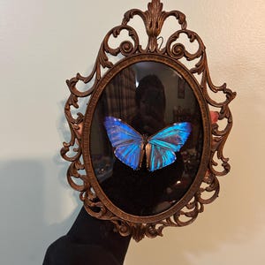 Puede incluir: Un marco ovalado de bronce antiguo con detalles ornamentados rodea una mariposa preservada. La mariposa tiene alas azules y turquesas vibrantes, sobre un fondo negro. El marco es sostenido por una persona que lleva una manga negra.