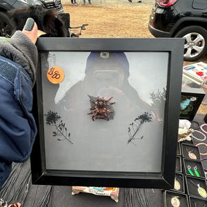 Trapdoor Spider framed
