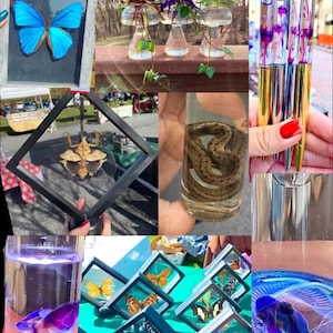 May include: Assortment of framed insect specimens, including a blue morpho butterfly, a praying mantis, and a snake.  Also included are several glass vials containing preserved flowers and a blue fish.