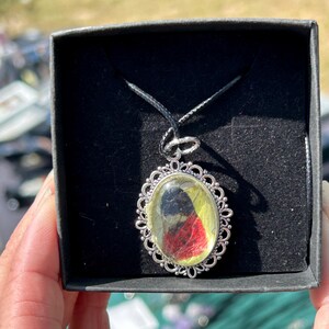 Spotted Lantern Fly Wing Butterfly Wing necklace