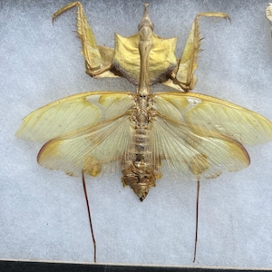 Framed Real Devil Mantis Specimen in Riker Box