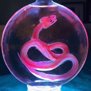 Puede incluir: Un espécimen de serpiente rosa conservado en una botella de vidrio transparente y redonda. La botella tiene una tapa marrón oscuro y se asienta sobre una base azul brillante. La serpiente está enrollada dentro de la botella.