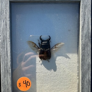 Framed real stag beetle specimen