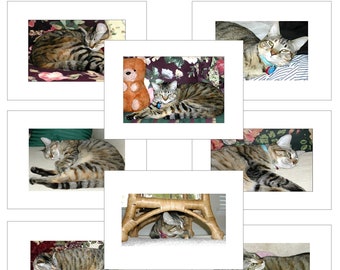 Tabby/Calico Cat Notecard (Your Choice of Design) by Jeanne A Martin (Everything Dear)