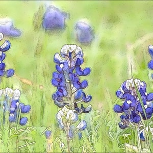 May include: A field of bluebonnet wildflowers with white centers. The flowers are in focus, while the background is blurred. The flowers are a vibrant blue and white.