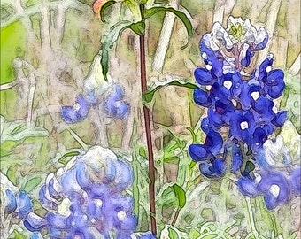 Bluebonnets and Indian Paintbrush Fine Art Print (Your Choice of Size) by Jeanne A Martin (Everything Dear)