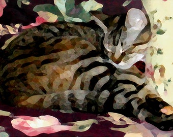 Sleeping Tabby - Tabby/Calico Cat Fine Art Print (Your Choice of Size and Print Design) by Jeanne A Martin (Everything Dear)