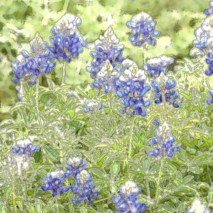 May include: A field of bluebonnet flowers in full bloom. The flowers are a vibrant blue with white tips, set against a backdrop of green foliage. The image has a slightly stylized, artistic look, with defined outlines.