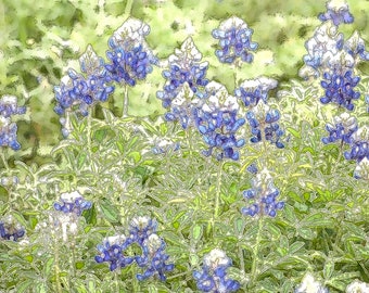 Bluebonnets in a Field Fine Art Print (Your Choice of Size) by Jeanne A Martin (Everything Dear)