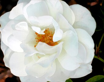 White Rose Fine Art Print (Your Choice of Size) by Jeanne A Martin (Everything Dear)