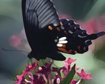 Butterfly - Black Beauty Fine Art Print (Your Choice of Size or Design) by Jeanne A Martin (Everything Dear)