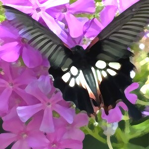 Butterfly Butterfly In Midst of Flowers Fine Art Print Your Choice of Size or Design by Jeanne A Martin Everything Dear image 1