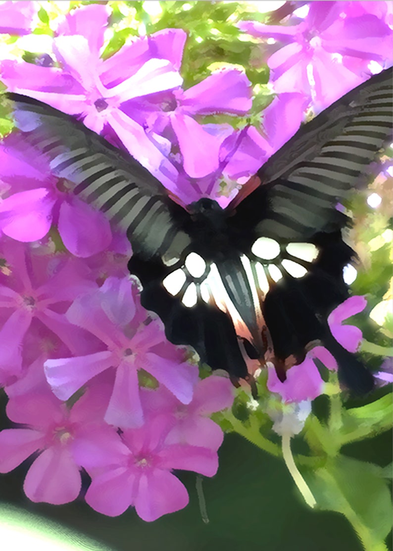 Butterfly Butterfly In Midst of Flowers Fine Art Print Your Choice of Size or Design by Jeanne A Martin Everything Dear image 1