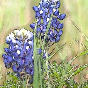 May include: Two bluebonnet flowers with white centers bloom in a field of green grass. The flowers are in focus, while the background is blurred.