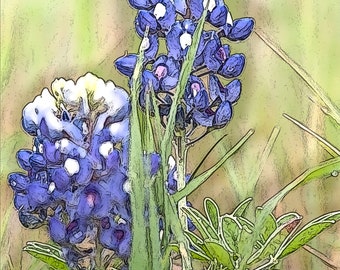 Two Bluebonnets Fine Art Print (Your Choice of Size) by Jeanne A Martin (Everything Dear)