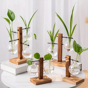 May include: A collection of small glass vases with plants, supported by wooden stands. The clear, round vases contain green plants. The wooden stands are stained dark brown, and the vases are held in place with black metal rods.