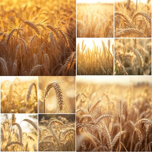 Könnte beinhalten: Eine Collage aus neun Bildern, die ein Feld mit goldenem Weizen in verschiedenen Lichtverhältnissen zeigen. Der Weizen ist hoch und die Halme stehen dicht beieinander, wodurch ein dichtes Feld in goldener Farbe entsteht.