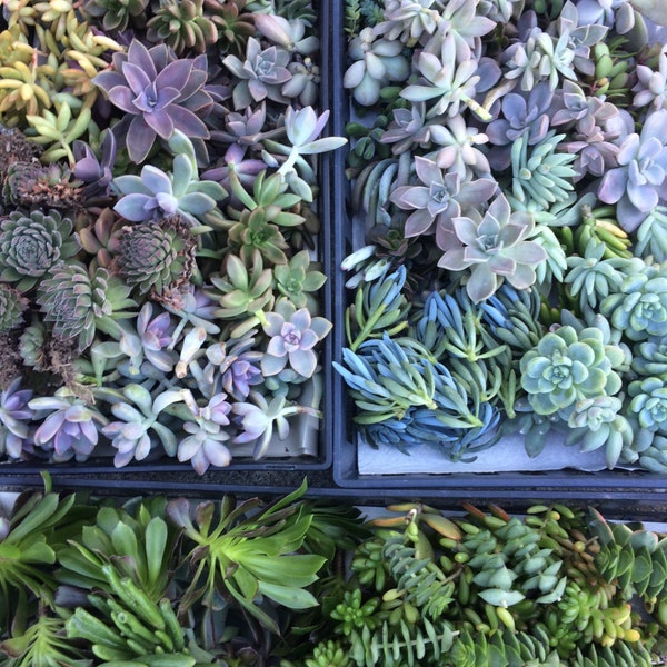 100 Succulent Cuttings with Rooting Powder for Wedding Favors, Centerpieces, Bouquets, Wreaths, Flat Panel Living Walls