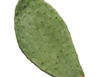 Prickly Pear Pads (Opuntia)
