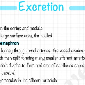 Leaving Cert Biology Notes: Human Breathing + Excretion (13-Page Digital Download)