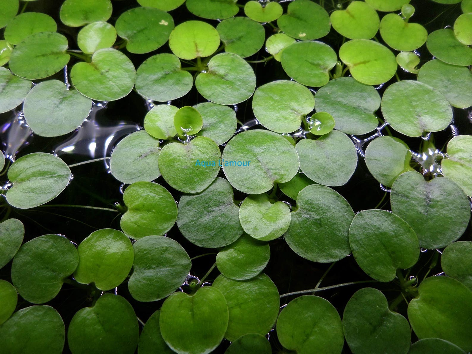 Frogbit Floater Aquatic Plant - Etsy