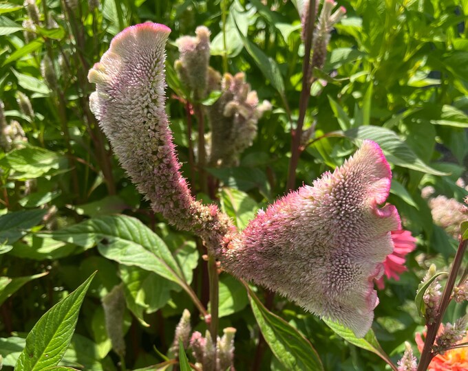 Dusty Rose Celosia Seed Mix, Celosia, Pastel, Rose Gold, Small Farm ...